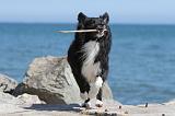 BORDER COLLIE 1596